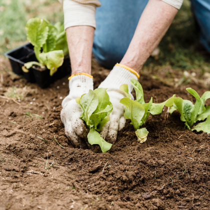 A bio kertészek varázslatos fegyvere: A neem olaj