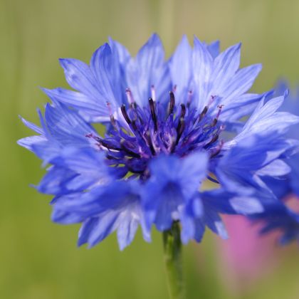 Cornflower water