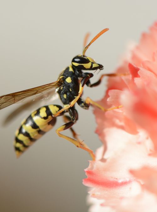 Wasp and bee bite